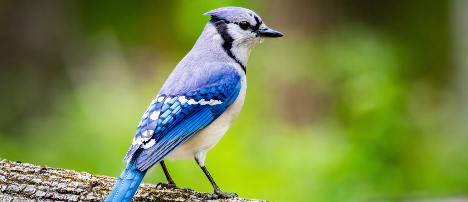 A mysterious condition is affecting common backyard bird species, including blue jays, causing them to become sick and sometimes perish.