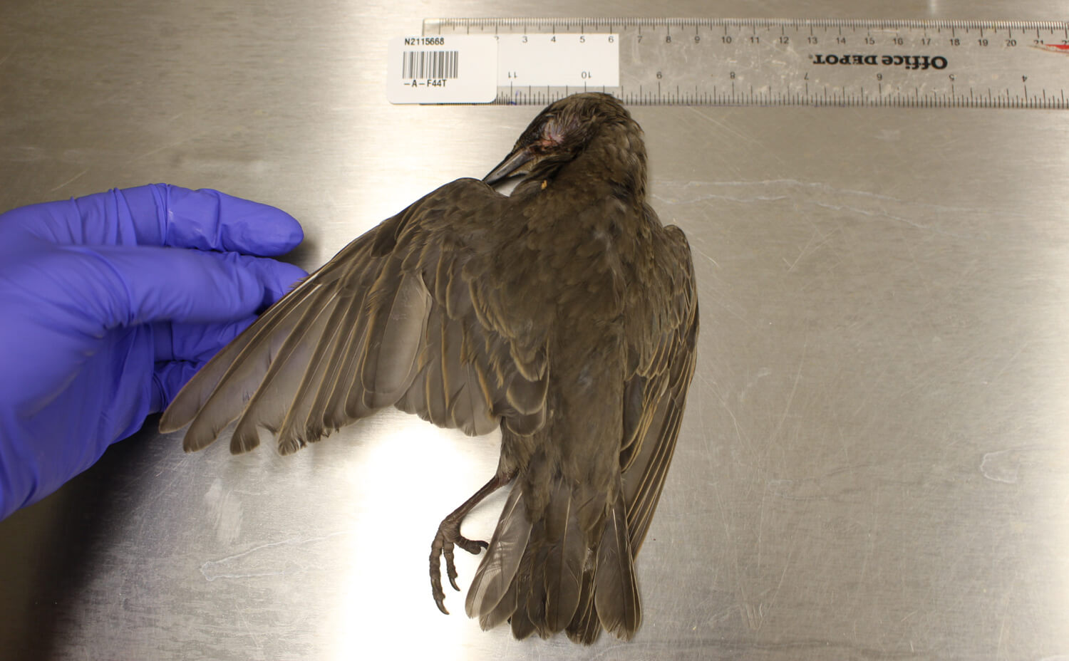 Fledgling birds such as this starling are the most commonly affected. Penn Vet scientists are running and refining a battery of tests to identify the cause.