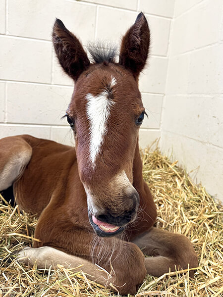Photo of foal sitting on bed of straw