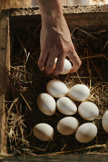 Eggs collected from backyard birds also need special care and attention in order to avoid possible sickness.
