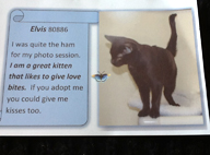 Penn Vet, Elvis, card