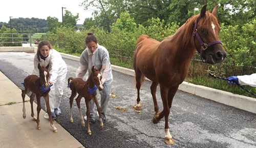 Pennvet Double Trouble Rare Twin Foals Saved At New Bolton Center,Sangria Recipe White Rum