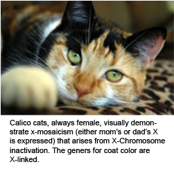Calico cats demonstrate x-mosaicism