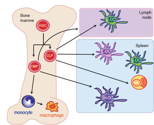 Anguera Lab - Immune Cells