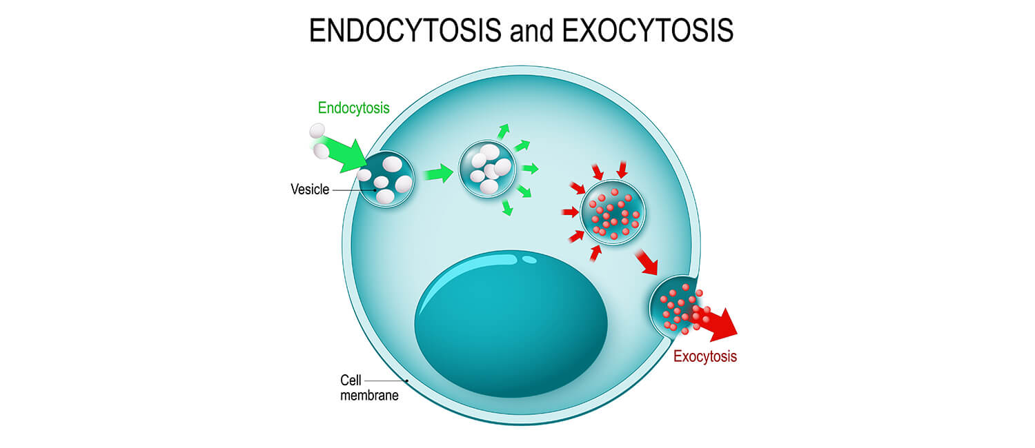 Endocytosis and Exocytosis, Penn Vet