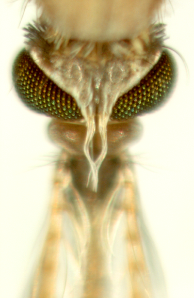 Penn Vet Anopheles mosquito
