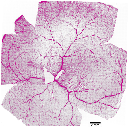 CEACGN OD vasculature, Imaging Core