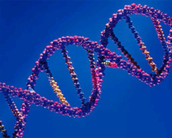 DNA Genetics, Penn Vet