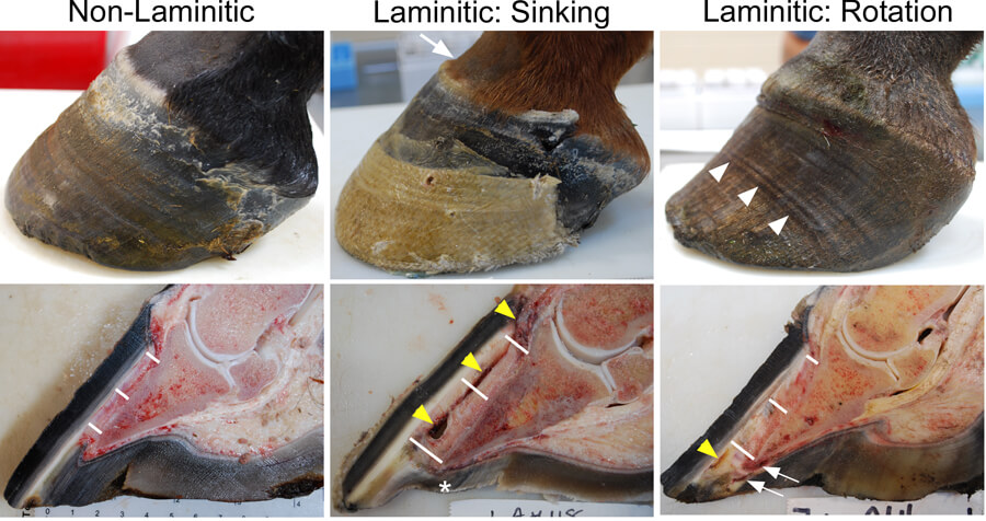 Dangers of not clydesdale feeding is laminitis