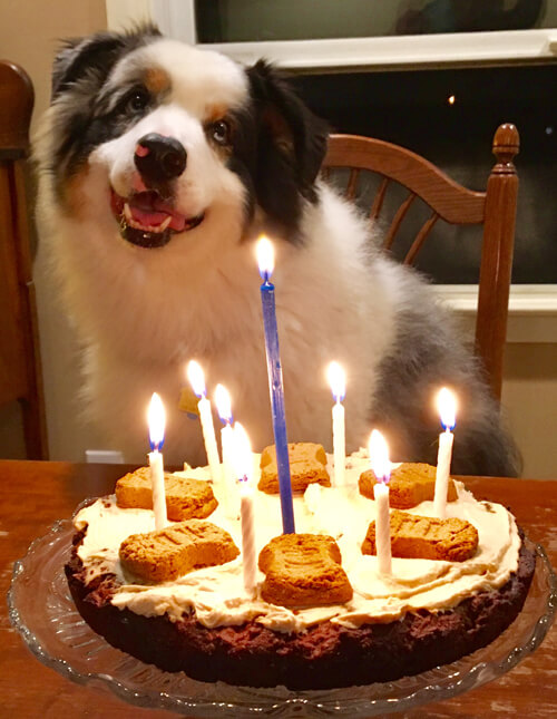 Blue celebrates his 8th birthday