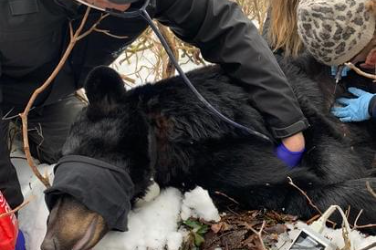 Wildlife Health Technicians with a bear