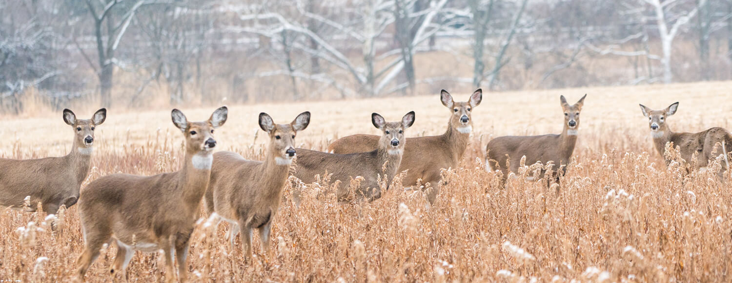 Deer in Pennsylvania woods