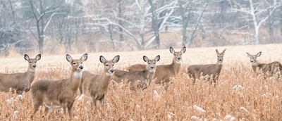 Deer in Pennsylvania