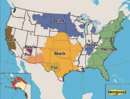 Distribution of rabies strains in US