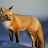 Fox-Echinococcosis multilocularis-Wildlife Futures
