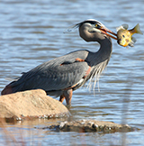 Great Blue with fish-Jacob Dingel