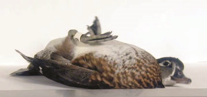 Neurologic Wood Duck-Wildlife Futures