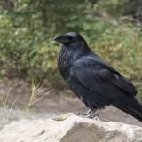 Raven-West Nile Virus-Wildlife Futures