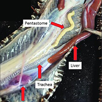 snake-lung-parasite