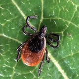 WF-Adult_deer_tick-Lyme Disease