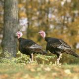 WF-autumn-wild turkeys-Blackhead Disease