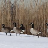 WF-Avian Influenza-canada-geese