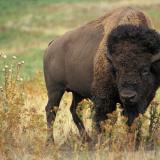 WF-bison-Anthrax
