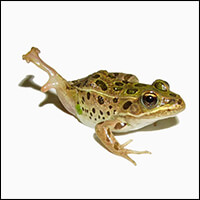 WF-deformed-frog
