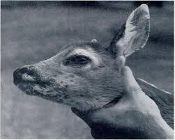 Dermatophilosis lesions on a deer