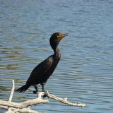 WF-double-crested-cormorant-Newcastle Disease