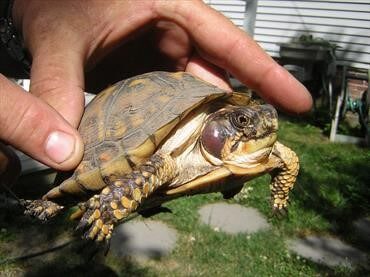 Eastern box turtle with an aural abscess