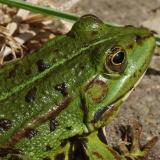 WF-green frog-Chytridiomycosis