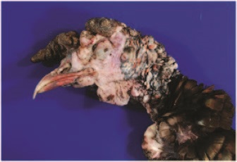Head nodules on wild turkey, typical of LPDV