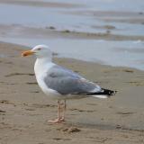 WF-herring-gull-Avian Cholera