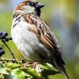 WF-house sparrow-Salmonellosis