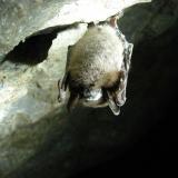 WF-lucifugus bat-White Nose Syndrome