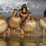 WF-mallard duck-Botulism
