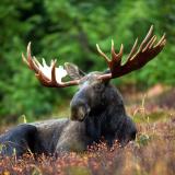 WF-moose-Winter Ticks