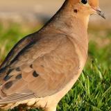 WF-mourning-dove-Avian Chlamydiosis