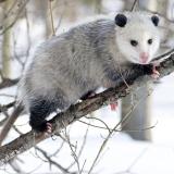 WF-Opossum_3-Sarcocystosis-By Cody Pope - Wikipedia User Cody pope, CC BY-SA 2.5