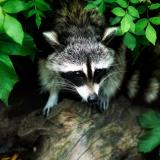 WF-Rabies-Raccoon