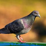 WF-rock-dove-Trichomoniasis