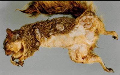 WF squirrel pox