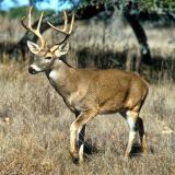 WF-white-tailed deer-Deer Liver Fluke