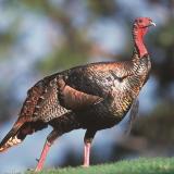 WF-wild-turkey-Avian Pox