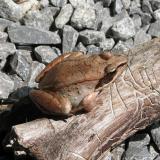 WF-wood-frog-Ranavirus