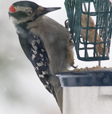 WF-Woodpecker affected by mites