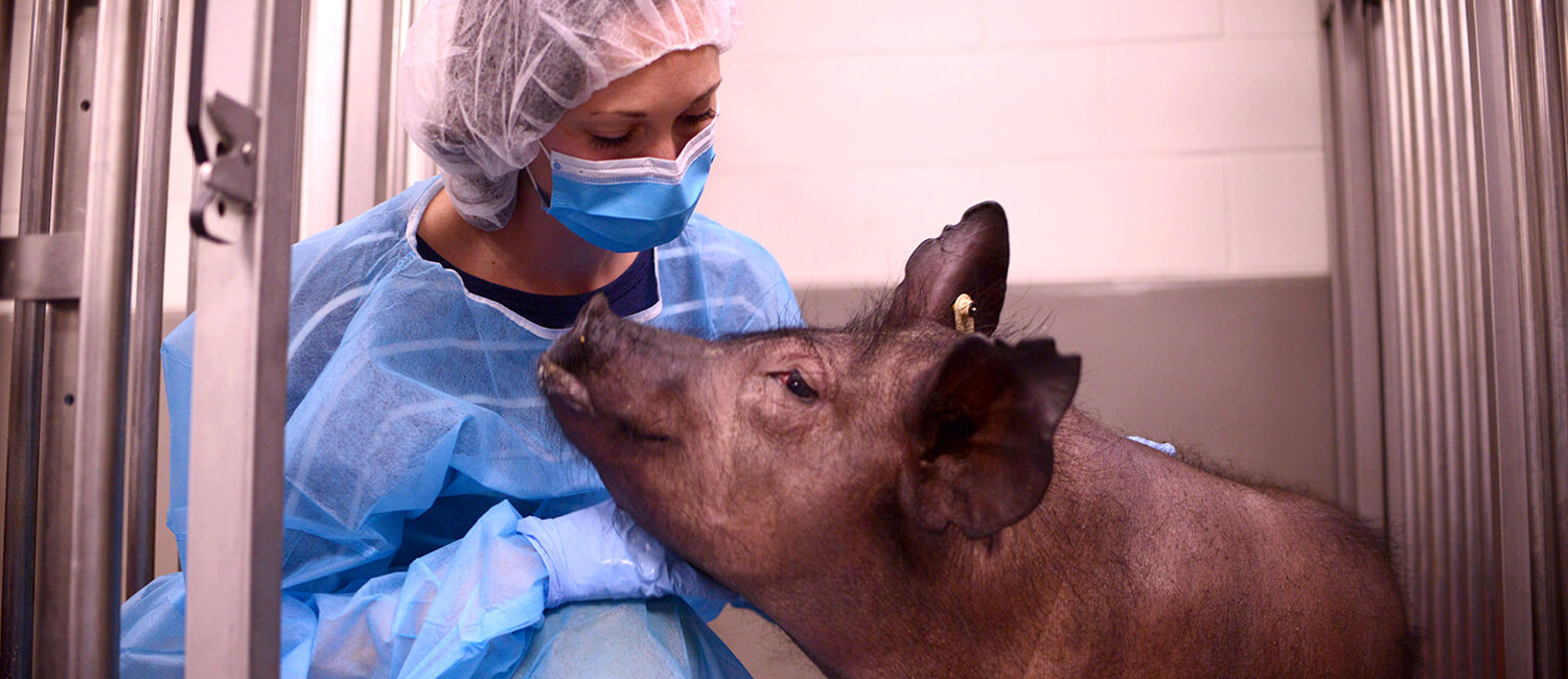 Penn Vet | Lab Animal Medicine