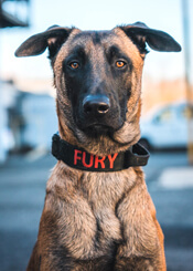 Fury - Penn Vet Working Dog Center