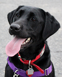 Helen - Penn Vet Working Dog Center